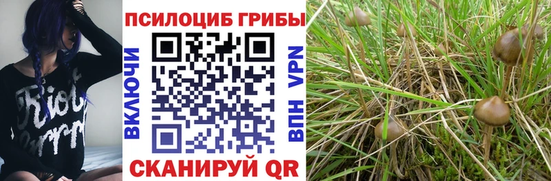 Псилоцибиновые грибы Psilocybine cubensis  blacksprut ONION  Минеральные Воды 